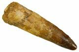 Fossil Spinosaurus Tooth - Real Dinosaur Tooth #373708-1